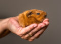 Wajib Tahu! Gini Tips Memelihara Hamster Supaya Nyaman
