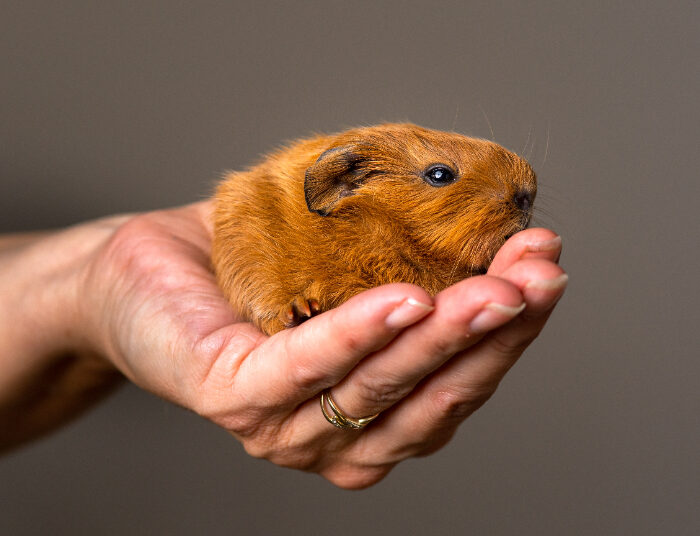 Wajib Tahu! Gini Tips Memelihara Hamster Supaya Nyaman