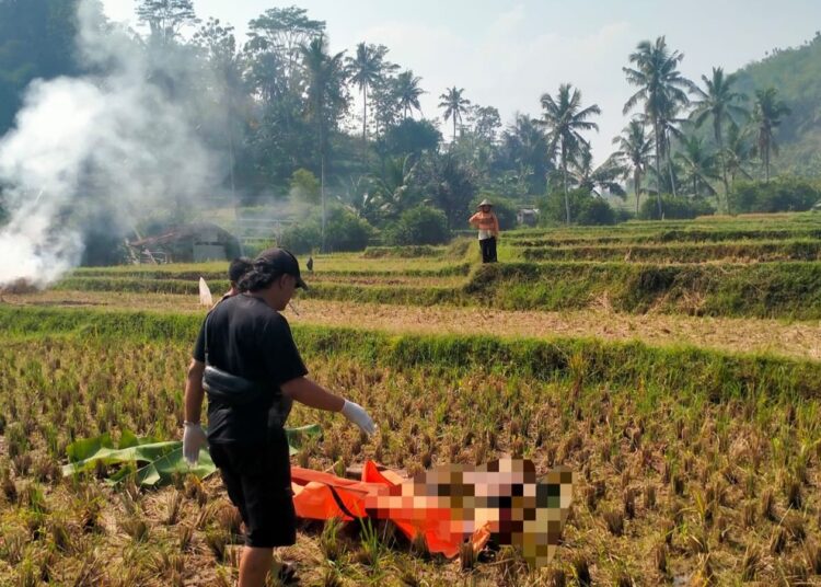 Tubuh Telanjang Tewas Tergeletak di Tengah Sawah 1 Tubuh Telanjang Tewas Tergeletak di Tengah Sawah