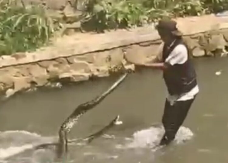 Asep Dilarikan ke IGD Dipatuk Ular Sanca Besar di Sungai Cidurian Kiaracondong, Ini Ceritanya 1 Asep Dilarikan ke IGD Dipatuk Ular Sanca Besar di Sungai Cidurian Kiaracondong, Ini Ceritanya