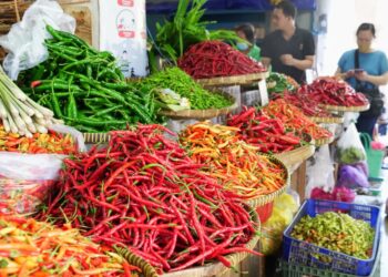 Pemerintah Jaga Harga Petani Cabai Dibarengi Penstabilan Harga di Tingkat Konsumen 3 Pemerintah Jaga Harga Petani Cabai Dibarengi Penstabilan Harga di Tingkat Konsumen