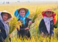 FAO Akui Stok Beras Indonesia Meningkat Pesat, Produksi Tertinggi di Asia Tenggara 15 FAO Akui Stok Beras Indonesia Meningkat Pesat, Produksi Tertinggi di Asia Tenggara