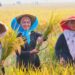 FAO Akui Stok Beras Indonesia Meningkat Pesat, Produksi Tertinggi di Asia Tenggara 9 FAO Akui Stok Beras Indonesia Meningkat Pesat, Produksi Tertinggi di Asia Tenggara