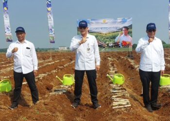 Akselerasi Swasembada Pangan, Kementan Gelar Tanam Serentak Komoditas Perkebunan di 12 Provinsi 7 Akselerasi Swasembada Pangan, Kementan Gelar Tanam Serentak Komoditas Perkebunan di 12 Provinsi