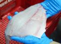 Tilapia Jadi Komoditas Andalan Baru Indonesia Tembus Pasar Perikanan Eropa 14 Tilapia Jadi Komoditas Andalan Baru Indonesia Tembus Pasar Perikanan Eropa